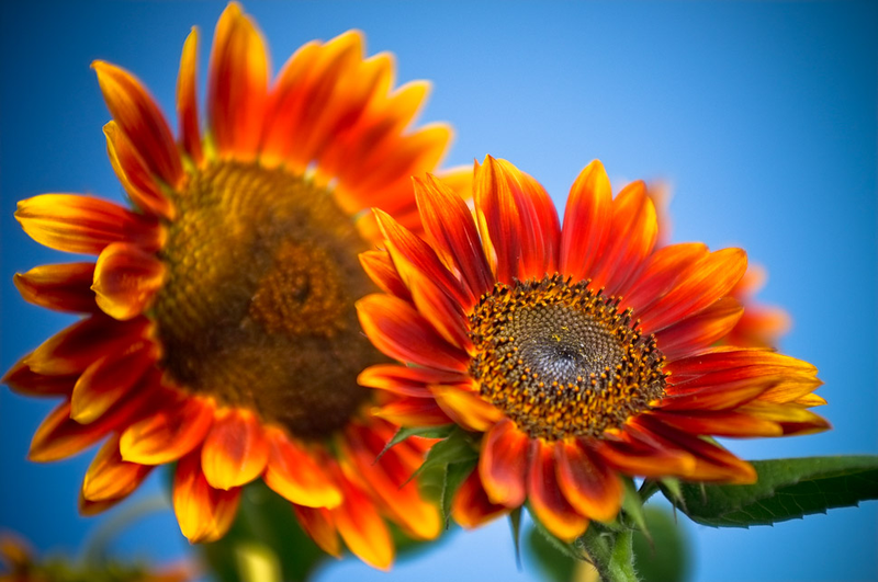 Illustration for article titled 74 Photos Capturing the Most Striking Colors Possible